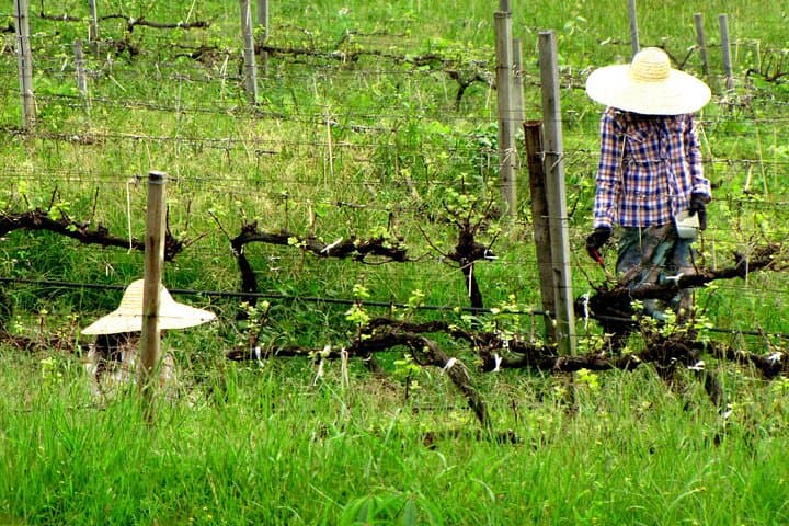 Full-Day Inle Lake Trek: Villages, Vineyards & Rolling Green Hills photo 3