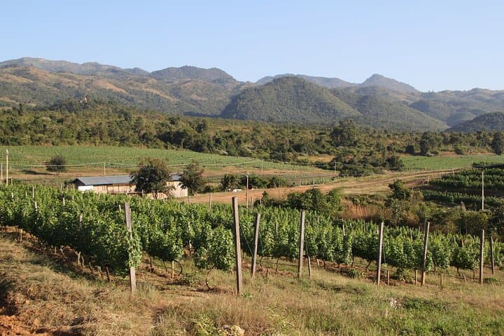 Full-Day Inle Lake Trek: Villages, Vineyards & Rolling Green Hills photo 4