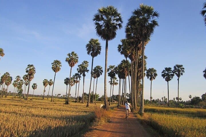 Toddy Climber Experience in Shwehlaing: Village Visit & Toddy Palm Demonstration near Bagan photo 2