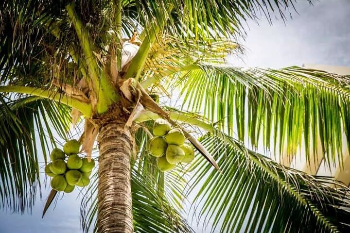 Toddy Climber Experience in Shwehlaing: Village Visit & Toddy Palm Demonstration near Bagan photo 4