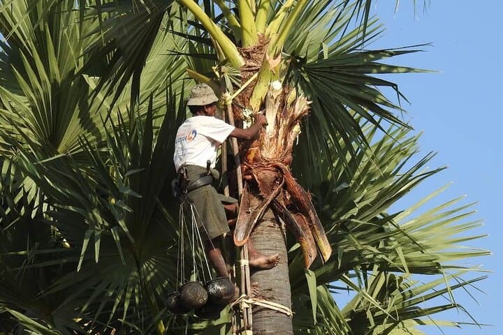 Toddy Climber Experience in Shwehlaing: Village Visit & Toddy Palm Demonstration near Bagan photo 5