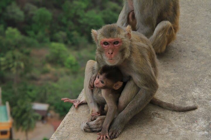 Mount Popa Tour: Climb the 777 Steps to the Volcanic Monastery Overlooking Bagan photo 4