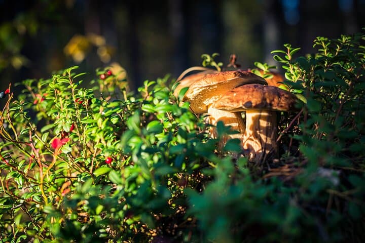 Lapland Wild Berry and Mushroom Foraging Tour from Rovaniemi