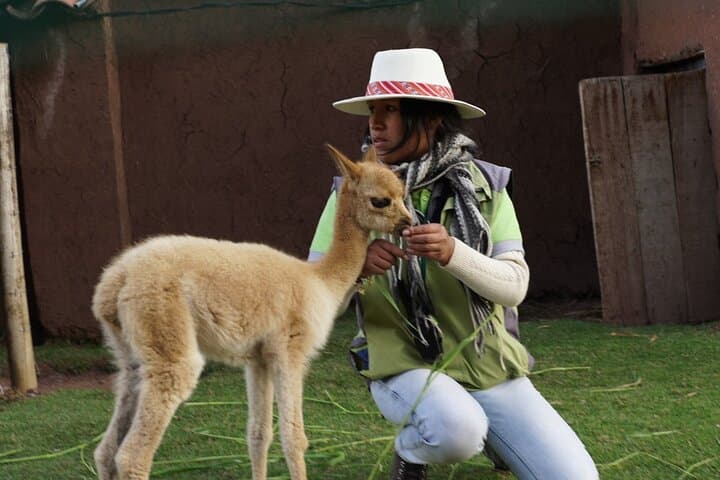 Volunteer at Cochahuasi Sanctuary Near Cusco — Half-Day Rescue & Feeding Experience photo 4