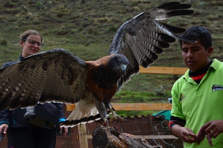 Volunteer at Cochahuasi Sanctuary Near Cusco — Half-Day Rescue & Feeding Experience photo 6
