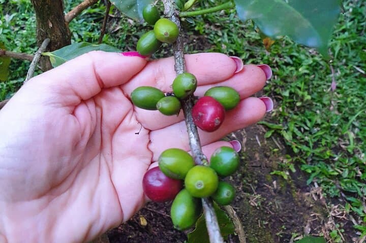 Hands-On Coffee Brewing Workshop at Avoeden Cafe in Medellín photo 5
