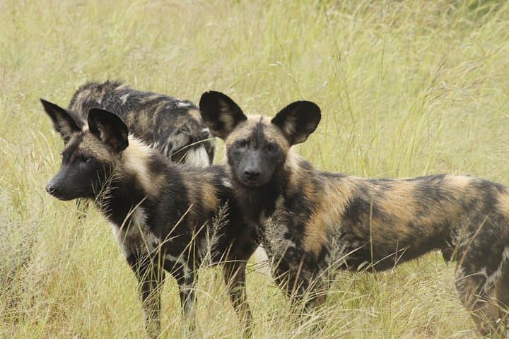 6-Day South-to-North Kruger Safari: Private Game Drives, Bushwalks & Night Drives photo 3