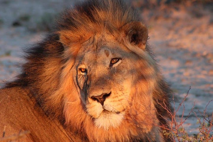 6-Day South-to-North Kruger Safari: Private Game Drives, Bushwalks & Night Drives photo 4