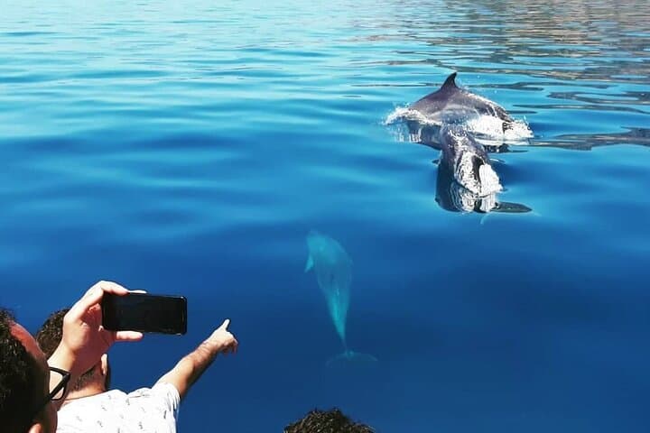 Sesimbra Arrábida Dolphin & Whale Watching Tour with Biologist — 3‑Hour Marine Cruise