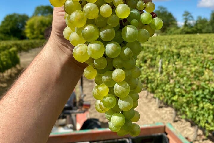 Top 3 Cape Town Wineries: Half-Day Private Tour of Stellenbosch, Franschhoek & Paarl photo 4