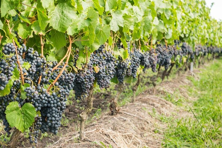 Private Stellenbosch Wine Tour — Top 5 Wineries from Cape Town photo 3