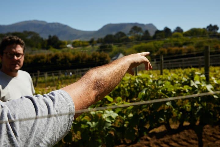 Top 3 Cape Town Wineries: Half-Day Private Tour of Stellenbosch, Franschhoek & Paarl photo 2