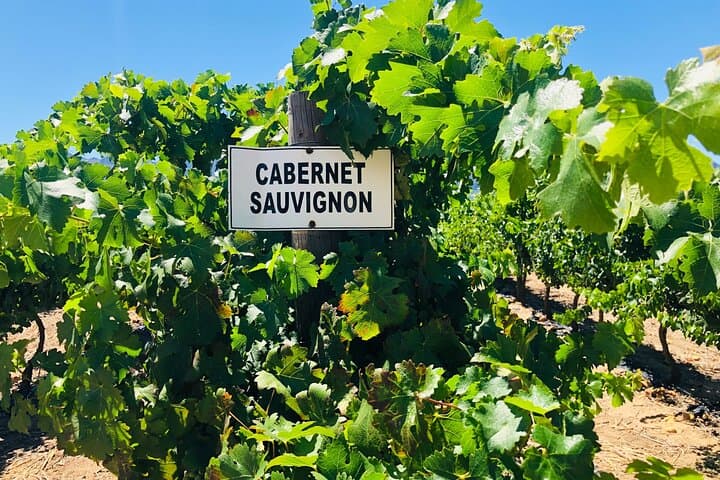 Private Stellenbosch Wine Tour — Top 5 Wineries from Cape Town photo 2