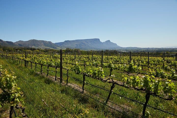 Private Stellenbosch Wine Tour — Top 5 Wineries from Cape Town photo 5