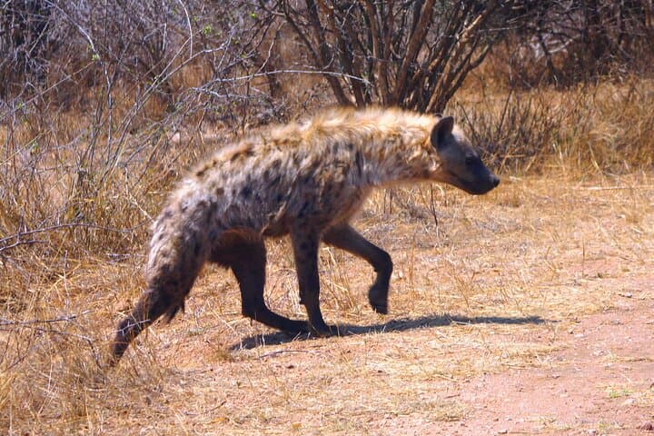 Day-Trip Kruger Safari from Maputo: Big Five in a Budget-Friendly Adventure photo 2