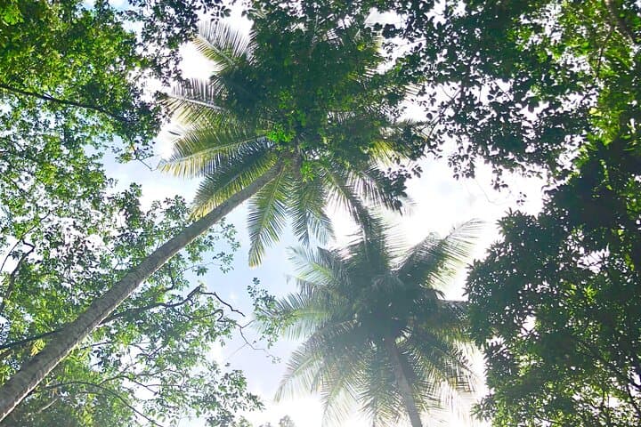 Rainforest Hike & Venus Estate Waterfall Safari — St. Lucia Day Tour photo 4
