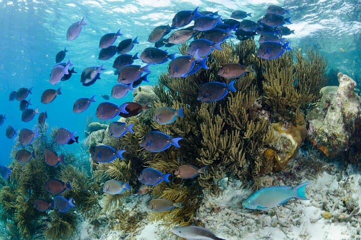 Brunch and Snorkel Catamaran Tour to Klein Bonaire photo 5