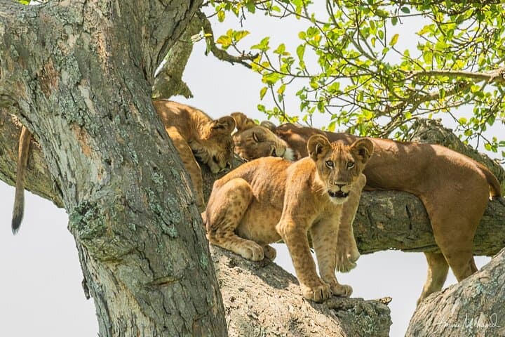 16-Day Photo Tour to Uganda & Tanzania — Gorillas, Serengeti Migration & Cultural Encounters