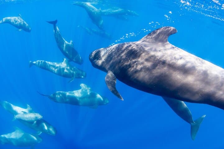 Close-Up Dolphin and Whale Watching in La Restinga, El Hierro photo 6