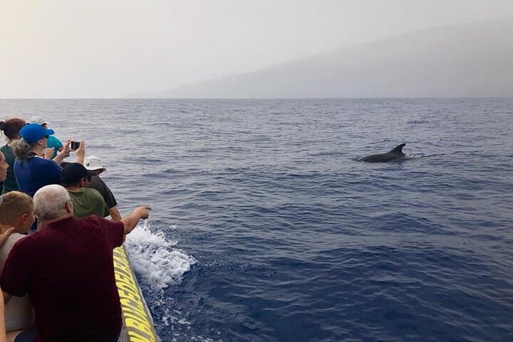 Close-Up Dolphin and Whale Watching in La Restinga, El Hierro