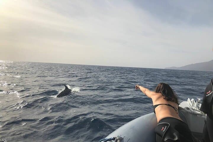 Close-Up Dolphin and Whale Watching in La Restinga, El Hierro photo 2