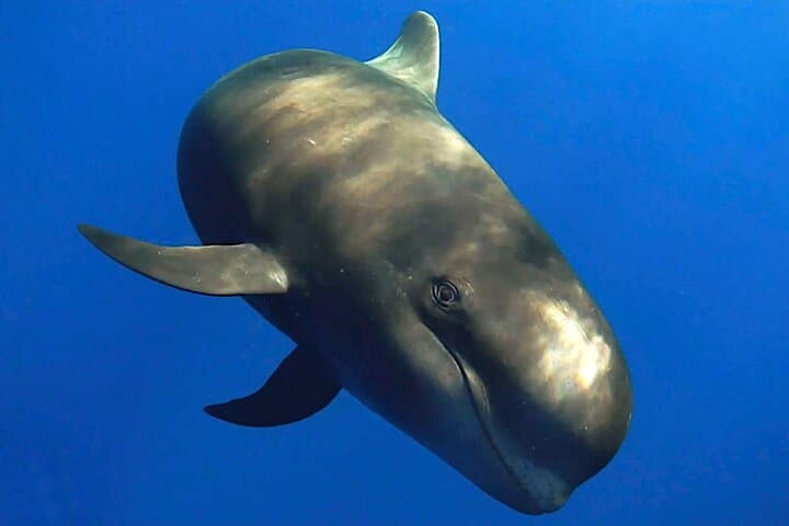 Close-Up Dolphin and Whale Watching in La Restinga, El Hierro photo 4