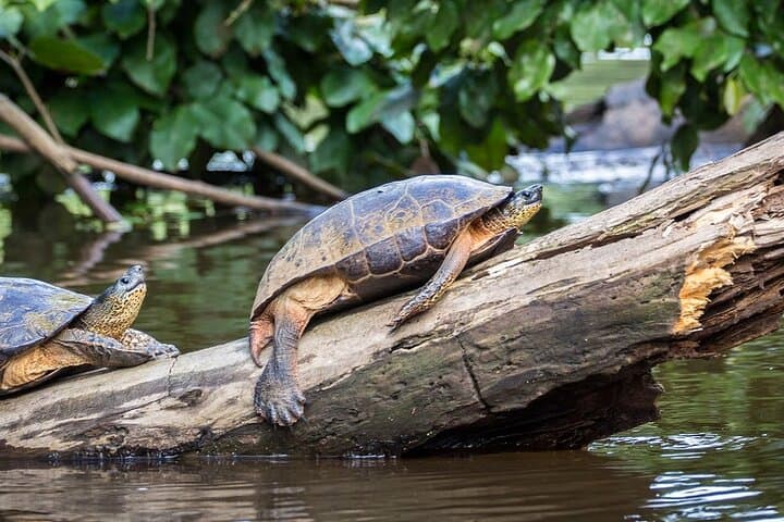 Costa Rica Highlights 8-Day Adventure: Tortuguero, Arenal & Nicoya Coast photo 6