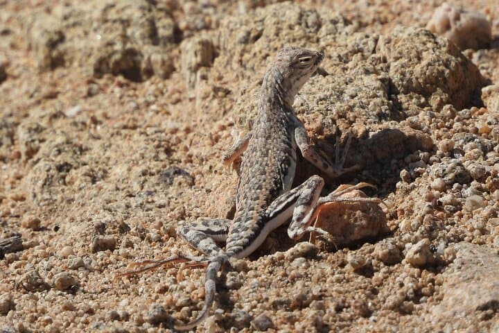 Private 36-Hour Joshua Tree Wilderness Adventure — Overnight Backcountry Hike & Camp photo 6