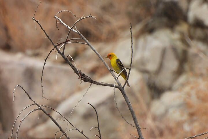 Private 36-Hour Joshua Tree Wilderness Adventure — Overnight Backcountry Hike & Camp photo 5