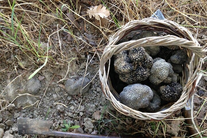 Truffle Hunting & Handmade Pasta Experience Near Ascoli Piceno — Hands-On Agriturismo Day photo 5