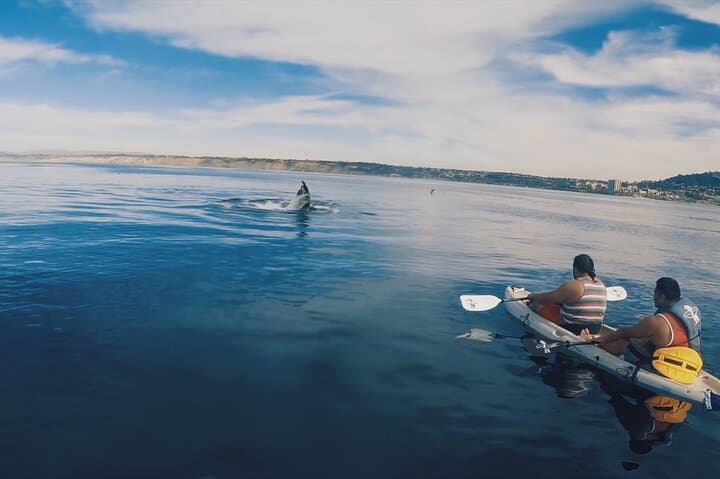 La Jolla Kayak Whale Watching: 2-Hour Guided Tour for Two photo 2