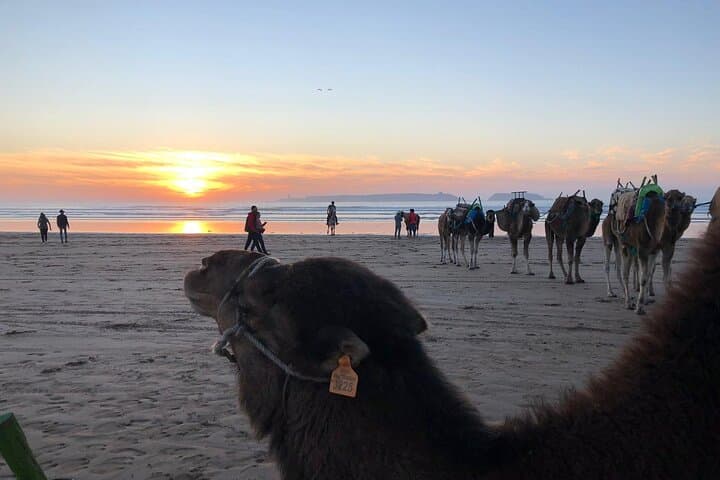 Sunset Camel Ride on Essaouira's Atlantic Beaches — 3-Hour Coastal Caravan photo 5