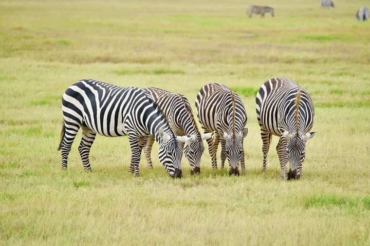 Diani Beach to Tsavo East & West — 2-Day Private Safari from Diani Beach photo 3
