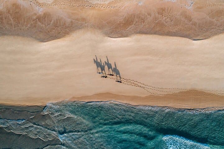 Beach Horseback Riding from Lisbon: 1.5-Hour Comporta Ride with Private Transfer photo 5