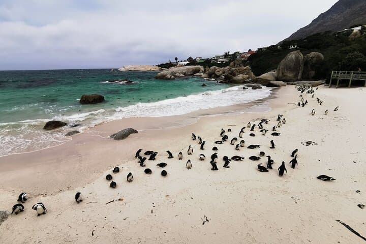 Cape Peninsula Half-Day Tour from Cape Town — Penguins, Chapman's Peak & Cape of Good Hope photo 2