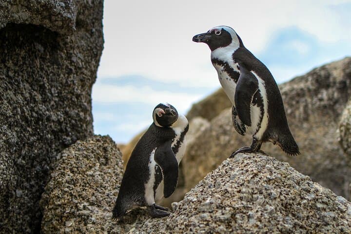 Cape Peninsula Half-Day Tour from Cape Town — Penguins, Chapman's Peak & Cape of Good Hope photo 4