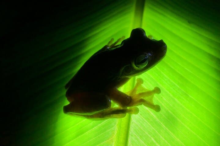 Manuel Antonio Night Jungle Tour: Guided Nocturnal Wildlife Search photo 2