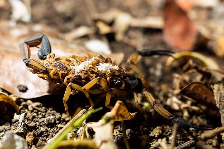 Manuel Antonio Night Jungle Tour: Guided Nocturnal Wildlife Search photo 3