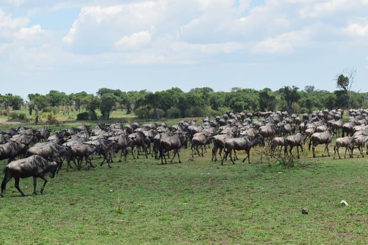 4-Day Tanzania Budget Safari: Tarangire, Serengeti & Ngorongoro Camping photo 6