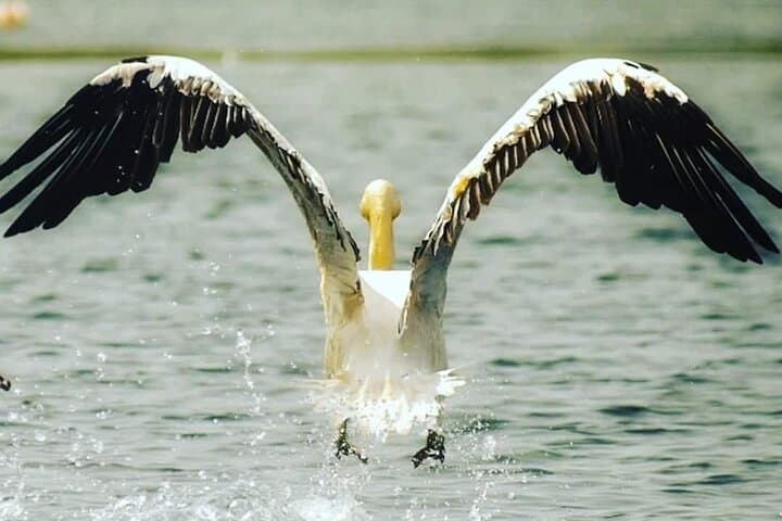 Danube Delta 3-Day Private Birdwatching & Safari from Bucharest