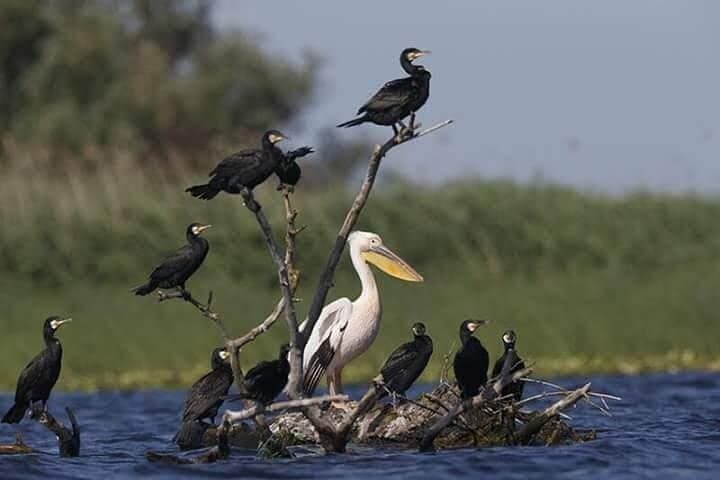 Danube Delta 3-Day Private Birdwatching & Safari from Bucharest photo 5
