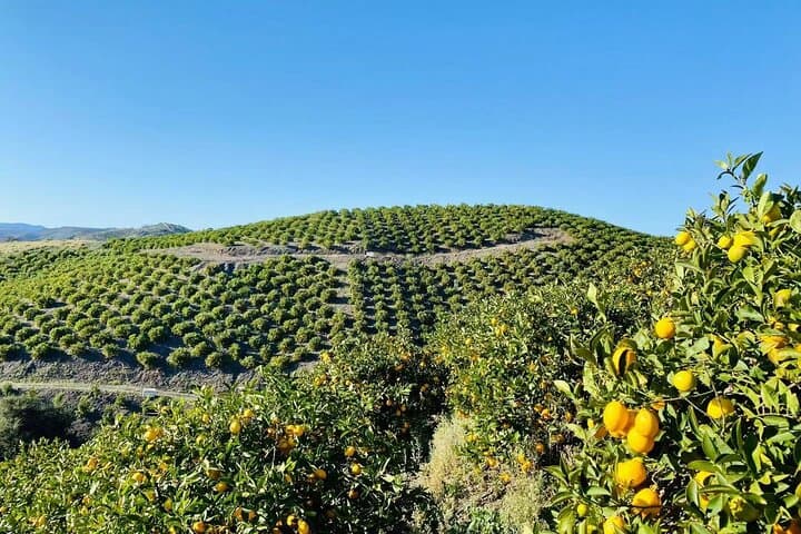 Sunmist Tangerine Farm U-Pick: Tangerines & Meyer Lemons in Temecula photo 3
