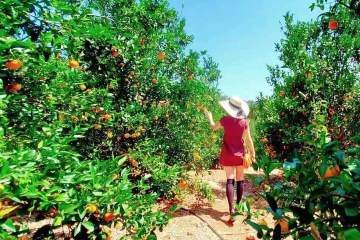 Sunmist Tangerine Farm U-Pick: Tangerines & Meyer Lemons in Temecula photo 4