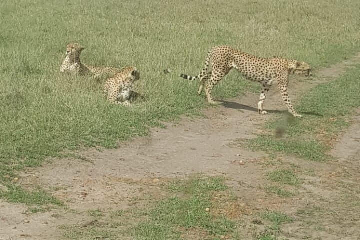 Masai Mara Interactive Safaris: 3-Day Cultural & Wildlife Safari from Nairobi photo 2