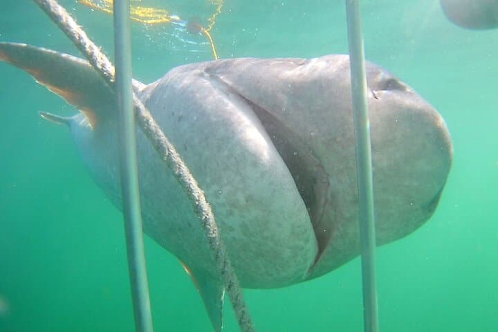 Shark Cage Diving in Cape Town: Hookah Cage Experience at Seal Island photo 2