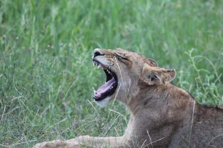 Pilanesberg Full-Day Big 5 Safari from Johannesburg photo 4