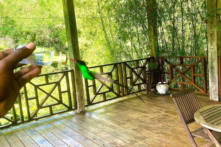 Bamboo Rafting the Lethe River and Rocklands Bird Sanctuary from Montego Bay photo 6