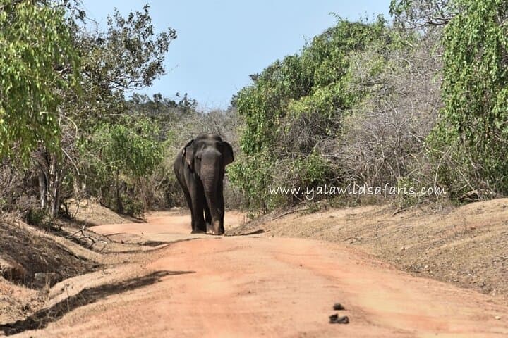 Front-Line Early Morning Leopard Safari in Yala National Park photo 4