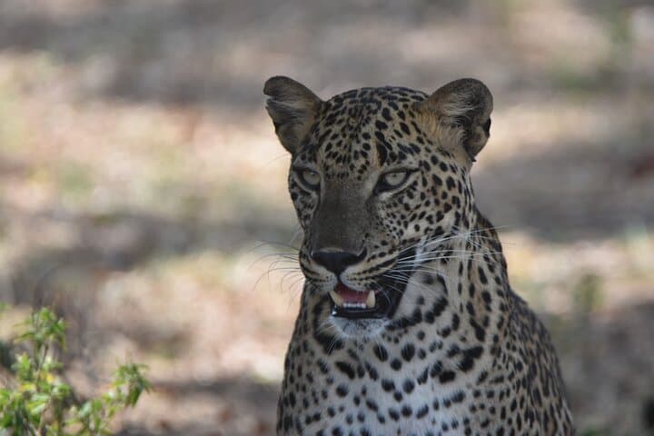 Front-Line Early Morning Leopard Safari in Yala National Park photo 5