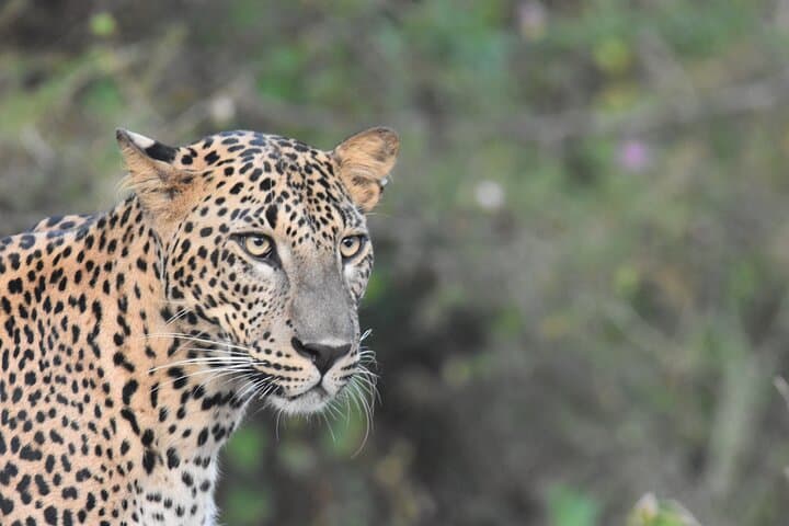 Front-Line Early Morning Leopard Safari in Yala National Park